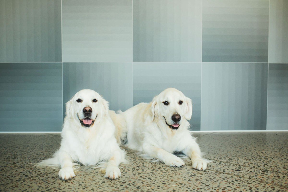The firm's Golden Retrievers